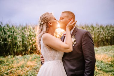 Valmiera, Letonya - 25 Ağustos 2023 - Gelin ve damat güneşli bir alanda sıcak güneş ışığı ve yemyeşil bir mısır tarlası zeminiyle şefkatli bir öpücüğü paylaşıyorlar. Boşluğu sağda kopyala.