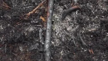 Yanmış dallar ve kütükler yangından zarar görmüş bir orman zeminine saçılmış..