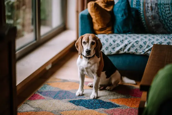 stock image Riga, Latvia, - August 26, 2024 - Beagle sitting on a colorful rug in a cozy room with a window view.