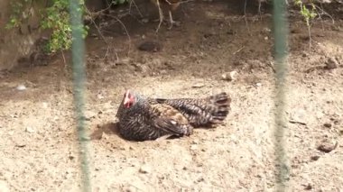 Toprağın içinde benekli bir tavuk, muhtemelen toz banyosu yapıyor, doğal bir doğa ortamında. Tavuğun canlı kırmızı tarağı benekli tüyleriyle çelişiyor..