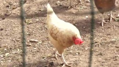 Açık kahverengi tüylü bir tavuk ve kirin üzerinde duran kırmızı bir tarak dağınık dallar ve enkazlarla dolu bir açık alanda. Arka planda başka bir tavuk kısmen görülebilir.