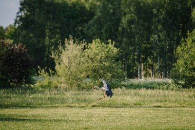 Güneşli bir günde yemyeşil ağaçlar ve yapraklarla çevrili çimenli bir tarlaya uzanan bir leylek..