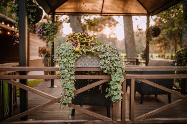 Blome, Letonya - 11 Eylül 2023 - Hasır mobilyalı ve canlı saksı bitkilerli çardak, sıcak akşam ışığında yemyeşil bir bahçeye kurulmuş, rahat ve davetkar bir atmosfer yaratıyor. Boşluğu kopyala.