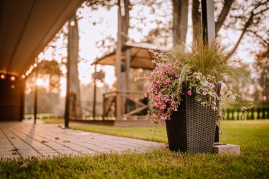 Blome, Letonya - 11 Eylül 2023 - Gün batımında avluda pembe çiçekli ve otlu saksılar, arka planda bulanık bir çardak ve sıcak bir ışıklandırma. Boşluğu kopyala.