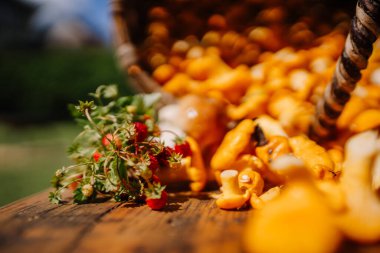 Valmiera, Letonya - 15 Eylül 2023 - Güneşli bir günde tahta bir sepetten dökülen yaban çilekleri ve mantarlara yakın çekim.