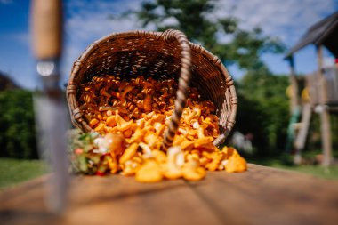 Valmiera, Letonya - 15 Eylül 2023 - Mantarlarla dolu bir hasır sepet açık bir tahta masaya döküldü, ön planda bir bıçak vardı..