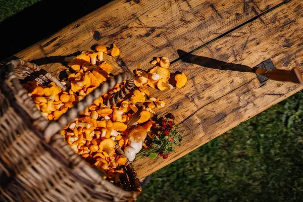 Valmiera, Letonya - 15 Eylül 2023 - Üzerinde ahşap bir masaya mantar dökülmüş bir hasır sepet ile vahşi çilekler ve açık havada bir bıçak ile birlikte.