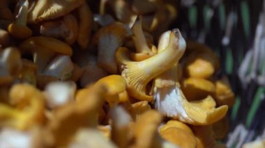 Bir sepetteki chanterelle mantarlarının yakın plan çekimi, açık havada canlı sarı rengini ve dokusunu vurguluyor. Boşluğu kopyala.
