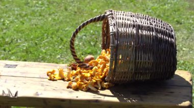 Hasır bir sepet Chanterelle mantarlarını çimenli bir açık hava ortamında ahşap bir masaya döküyor ve kırsal ve doğal bir hasat sahnesini yakalıyor. Boşluğu kopyala.