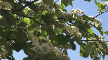 Yeşil yapraklı ağaç dalları ve açık mavi gökyüzünün altında açan beyaz çiçeklerin videosu..