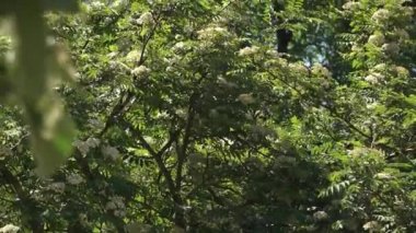Güneşli bir günde rüzgarda hafifçe sallanan beyaz çiçekli yemyeşil ağaç dallarının videosu..