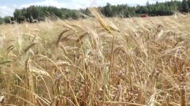 Güneşli bir arpa tarlası, rüzgarda sallanan altın sapları, yemyeşil bir orman ve parçalı bulutlu bir gökyüzü ile çevrili..