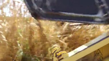 Hasat makinesinin kesim mekanizmasının yakın plan çekimi, güneşli bir günde altın bir arpa tarlasını dilimlemek..