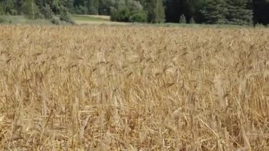 Güneşli bir arpa tarlası. Arka planda yemyeşil bir ormanla çevrili altın sapları rüzgarda sallanıyor..