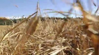  Güneşli bir günde altın bir arpa tarlasının yakın görüntüsü, kamera sapların arasından süzülüyor, mavi gökyüzü arka planda..