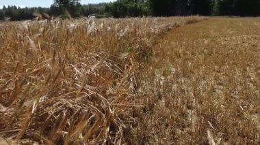 Buğday tarlası kısmen biçilmiş, kesilmemiş kesimler, ağaçlar ve arka planda açık bir gökyüzünün altında bir ahır var. Uzayı kopyala Video.