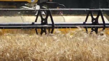 Valmiera, Letonya - 9 Temmuz 2024 - Buğday tarlasını buğday tarlasıyla kesen bir hasatçının yakın çekimi, makine ayrıntıları ve tahıl görülebilir. Uzayı kopyala Video.