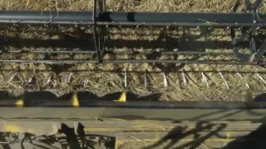 Valmiera, Letonya - 9 Temmuz 2024 - Bir tarlada buğday, makineler ve buğdaylar açık bir şekilde görülebilen hasat biçme ve toplama makinesine yakın çekim. Boşluğu kopyala.