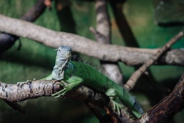 Riga, Letonya - 19 Temmuz 2024 - Ağaç dalında dinlenen yeşil iguana, detaylı pulları, dalları ve yeşillikleri dokulu arkaplanı.
