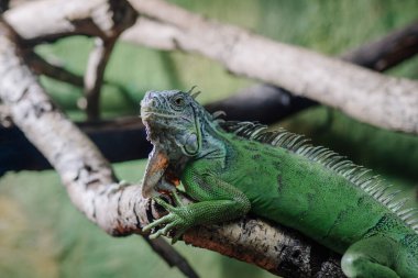 Riga, Letonya - 19 Temmuz 2024 - Ağaç dalında dinlenen yeşil iguana, detaylı pulları, dalları ve yeşillikleri dokulu arkaplanı.