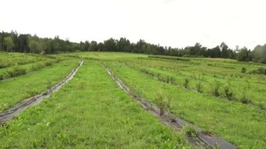 Arka planda ağaçlarla çevrili, siyah plastik samanlarla sıralanmış, geniş, yemyeşil bir tarla..