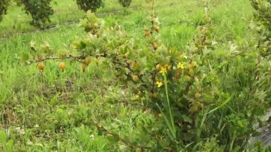Çimlerle ve kır çiçekleriyle çevrili yeşil bir tarlada yetişen bektaşi üzümü çalısı olgunlaşan meyveyi sergiliyor..