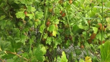 Olgun bektaşi üzümleriyle dolu bir çalı, yemyeşil yapraklarla çevrili, ön planda bazı çimen yaprakları olan doğal bir bahçede..