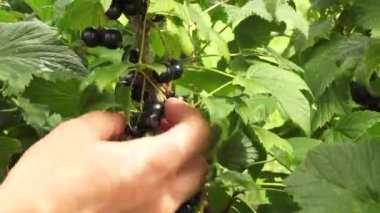 Yeşil yapraklı bir çalıya siyah frenk üzümü yakın plan, bir el yeşilliğe hafifçe dokunuyor, hasat olduğunu gösteriyor..