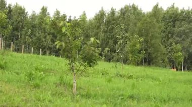 Genç ağaçlar yemyeşil bir tarlada yetişiyor. Yoğun bir ormanın arka planında. Yeni bir büyüme ve doğal güzelliği temsil ediyorlar..