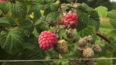 Olgunlaşmamış ve olgunlaşmamış ahududu, yeşil yapraklı çalıların üzerinde çeşitli olgunluk evrelerini gösteriyor. Boşluğu kopyala.