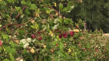 Olgun ve olgunlaşmamış böğürtlenlerle dolu ahududu çalıları, yeşil yapraklarla çevrili, arka planda ağaçlarla dolu bir tarlada yetişiyor. Boşluğu kopyala.