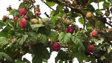 Olgunlaşmamış ve olgunlaşmamış ahududu, yeşil yapraklı çalıların üzerinde çeşitli olgunluk evrelerini gösteriyor. Boşluğu kopyala.