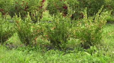 Üzümüzümü ve üzümlü üzümlü üzümlü ve üzümlü, yeşil bir tarlada yetişen ve dallarından sarkan olgun meyvelerle birlikte. Boşluğu kopyala.