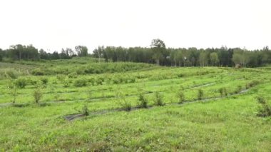 Geniş bir yaban mersini tarlası manzarası. Arka planda yemyeşil ve ağaçlarla çevrili sıra sıra dizilmiş genç çalılar. Boşluğu kopyala.
