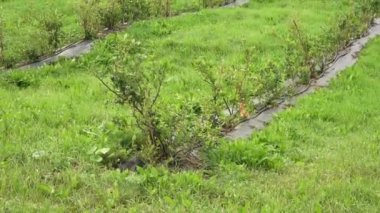 Yeşil bir tarlada genç yaban mersini çalıları, sırayla dizilmiş, çimenler ve yabani otlarla çevrili..