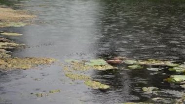 Rain falling on a pond with lily pads and algae covering parts of the water surface, creating ripples and a serene atmosphere.