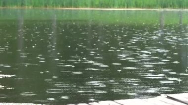 Yağmur, kıyı boyunca uzanan yeşil sazlıkların bulanık arka planına sahip sakin bir göl boyunca dalgalanmalar yaratır..