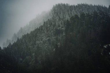 Dağ yamacında puslu, yoğun bir orman. Koyu yeşil ağaçlar karla kaplı. Karla kaplı..
