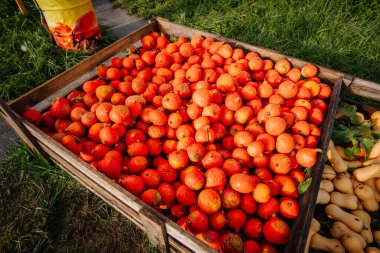 Bavaria, Germany - September 15, 2024 - A close-up of vibrant orange pumpkins at a roadside stand in Bavaria during the autumn season, displayed in a wooden crate. clipart