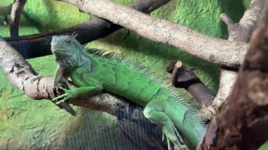 Yeşil bir iguana, bir habitatın içindeki ağaç dallarına dayanır, dokulu derisini ve rahat duruşunu sergiler..