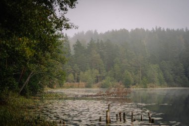 Nilüferlerle dolu sakin bir orman gölü durgun sulara yansıyan ağaçlar ve sakin, sisli bir atmosferde devrilmiş bir ağaç..