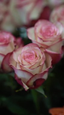 Hassas taç yapraklı pembe ve beyaz güller romantik ve zarif bir çiçek aranjmanı oluşturuyor. Boşluğu kopyala.