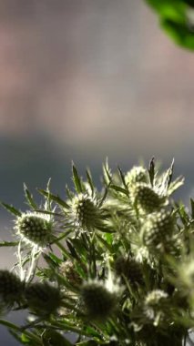 Dikenli desenli yapraklı dikenli çiçekler, doğal güneş ışığıyla hafifçe aydınlatılmış, vahşi ve kırsal bir görünüm yaratıyor. Boşluğu kopyala.