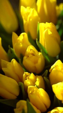 Yeşil yapraklı sarı lale tomurcuklarının yakın çekimi, canlı renklerini ve narin taç yapraklarını vurgulamak için sıcacık aydınlatılıyor. Bahar temaları için ideal. Boşluğu kopyala.