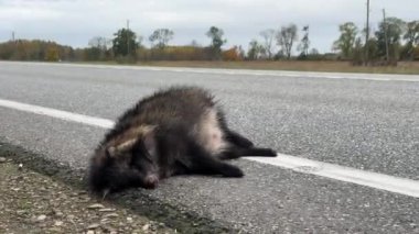 Arka planda yoldan geçen bir arabayla yol kenarında ölü yatan bir rakun köpeği yollardaki vahşi yaşamı simgeliyor..