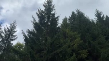 Uzun çam ağaçları bulutlu bir gökyüzüne doğru uzanır mavi beneklerle, sık bir ormanda sakin bir anı yakalar.