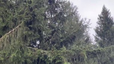 Yoğun yeşil iğneli gür çam ağacının dallarına yakın çekim bulutlu bir gökyüzüne karşı kurulmuş, sakin ve doğal bir orman manzarası yaratıyor..