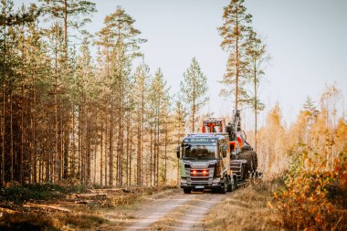 Gulbene, Letonya - 15 Ekim 2024 - İskandinav RAIRU kamyonu uzun ağaçlar ve toprak yol boyunca renkli yapraklarla çevrili sakin bir sonbahar ormanında kereste çekme makinesi çekiyor..