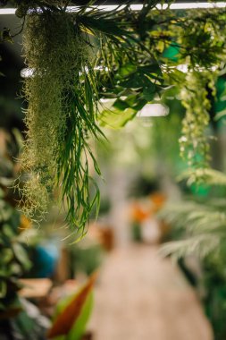 Riga, Latvia - October 25, 2024 - Close-up of lush hanging greenery in an indoor tropical setting, with blurred plants and a hallway in the background. clipart