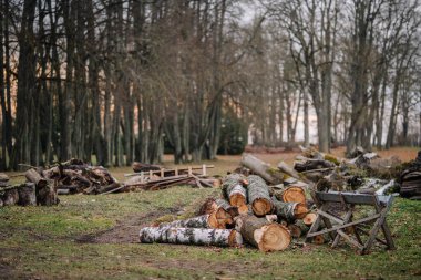 Stirniene, Letonya, 26 Kasım 2024 - Arka planda dağınık ahşap parçaları ve kırsal aletler ile sakin bir açık ortamdaki ormanla çevrili taze kesilmiş kütükler yığını.